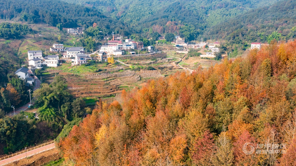 凤凰镇皂桷树村层林尽染07(386191)-20231212150036