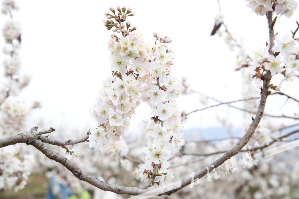 粉白相间的樱桃花 (3)