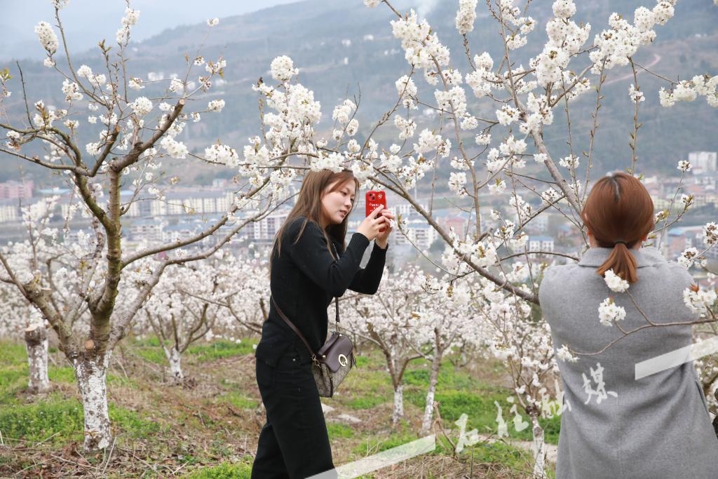游客们在樱桃花下拍照2