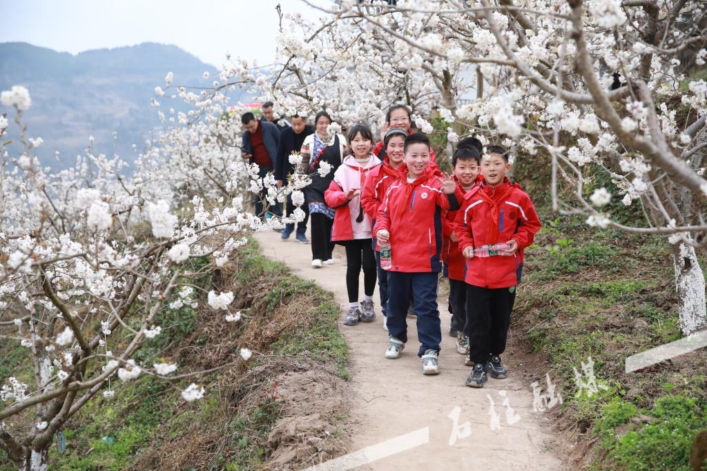 成群的游客来赏樱花