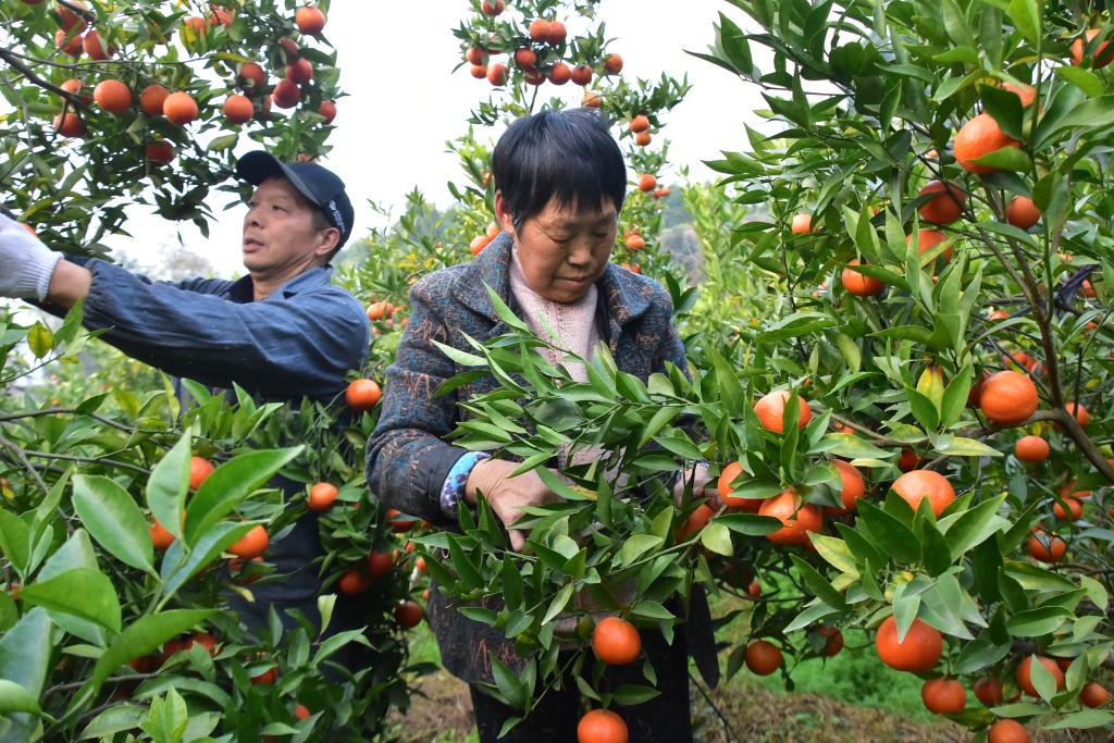 遠覺獅子橋村300餘畝砂糖橘成熟上市