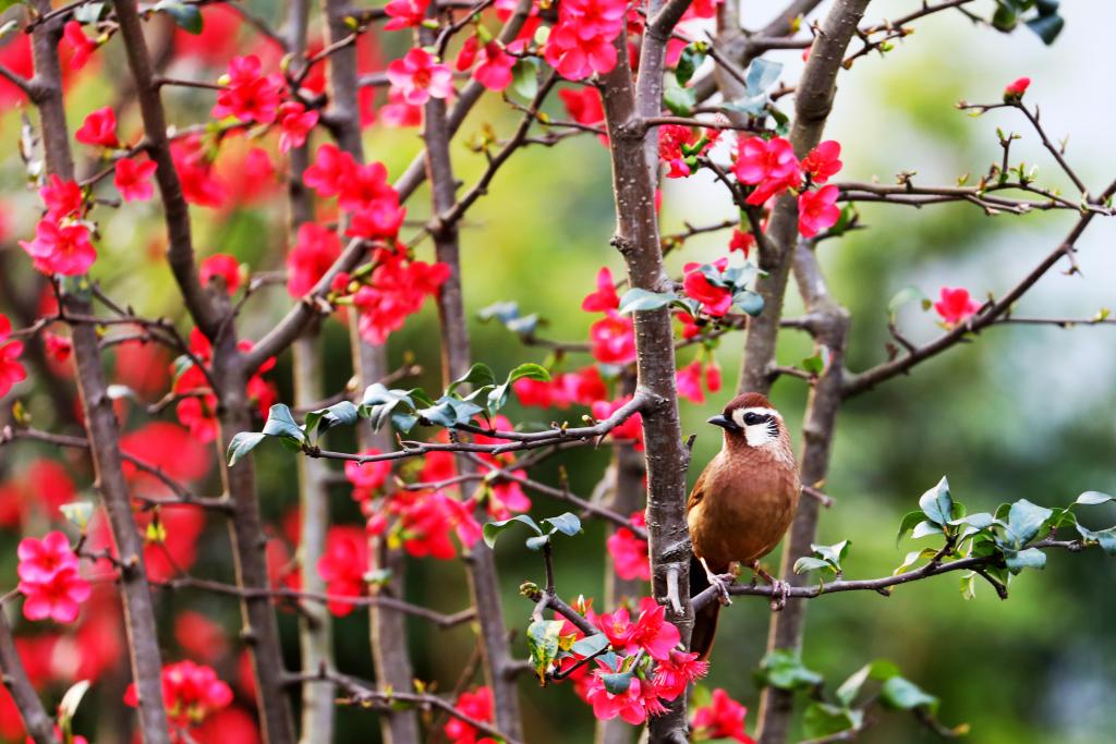 大   人大生态园里鲜艳的海棠花引得小鸟在枝头休憩