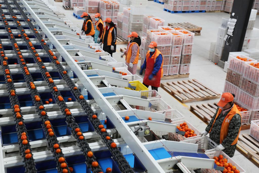 2月27日，巫山荣科物流园内，工作人员在柑橘自动分拣线上分选晚熟柑橘。