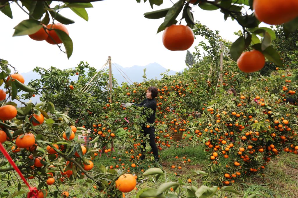 官渡晚熟柑橘丰收，农户在田间采摘忙。