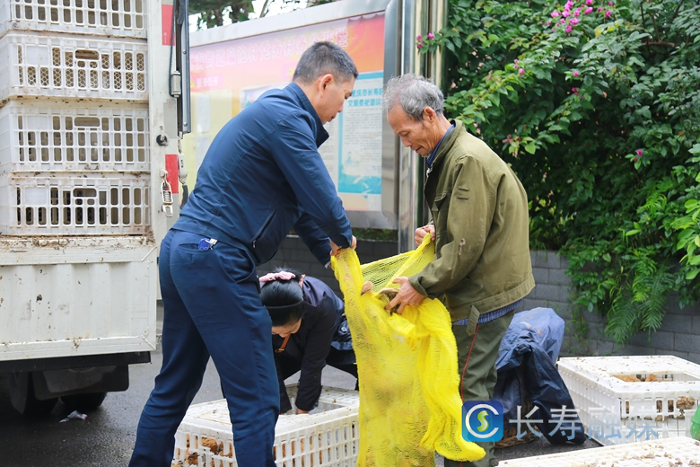 捐赠“爱心鸡苗”助力乡村振兴2