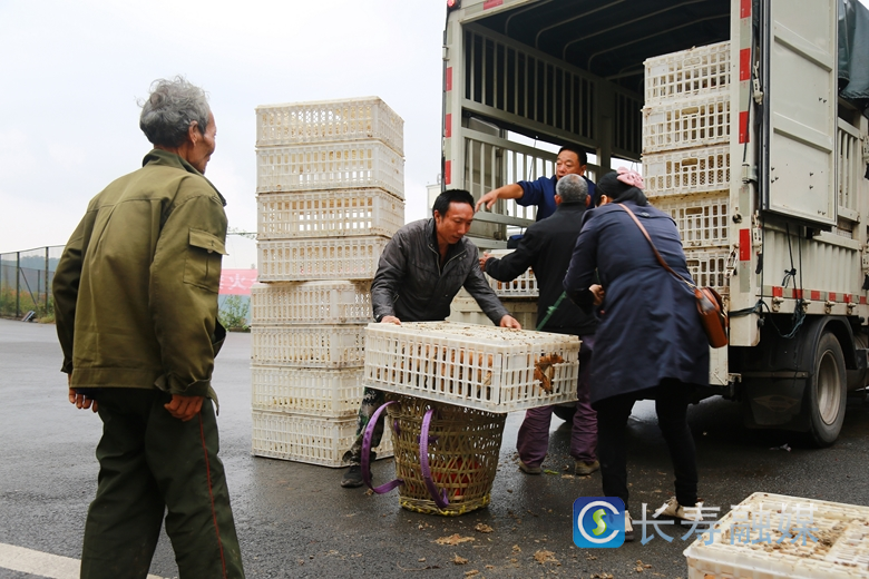 捐赠“爱心鸡苗”助力乡村振兴1