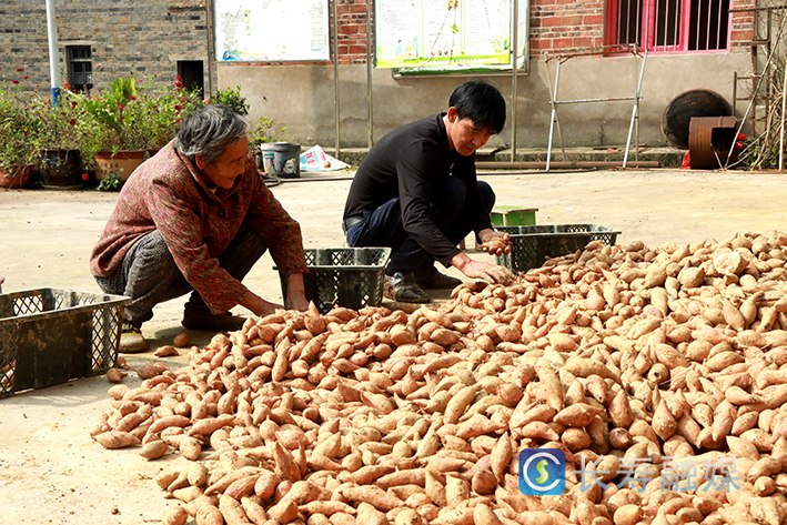 拱桥村致富路上“薯光”灿烂 (3)