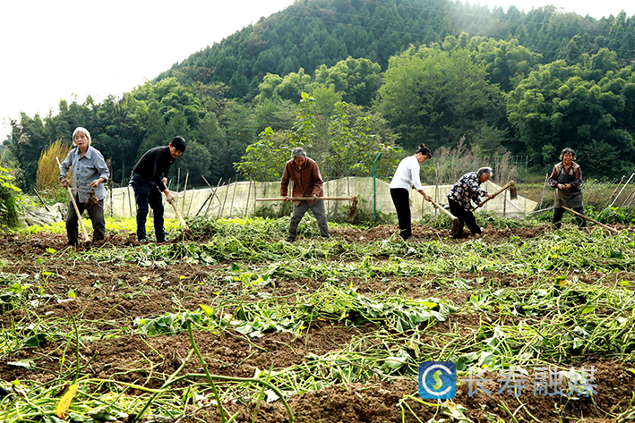 拱桥村致富路上“薯光”灿烂 (1)