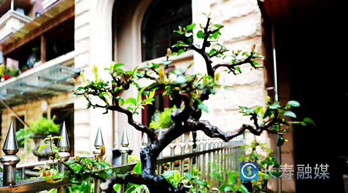 马忠华家盆景+王亚明摄 (3)