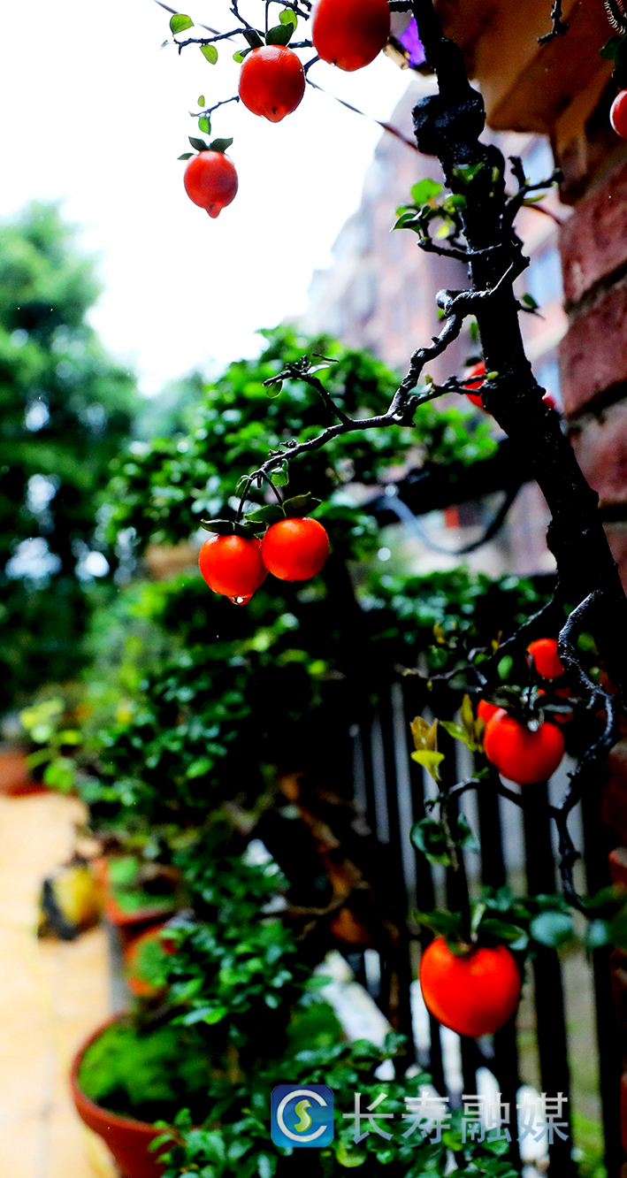 马忠华家盆景+王亚明摄 (4)