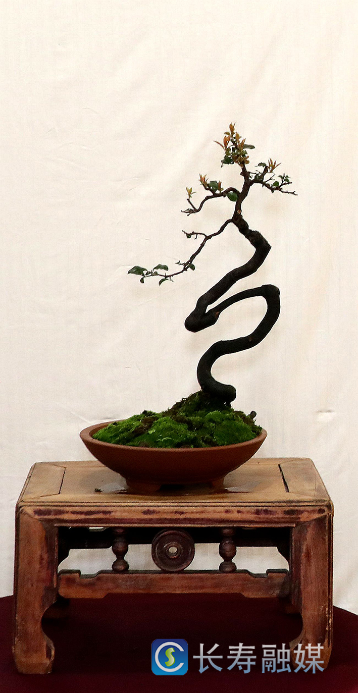 马忠华盆景—舞