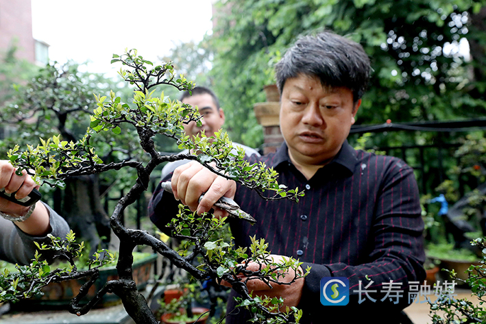 马忠华家盆景+王亚明摄 (1)