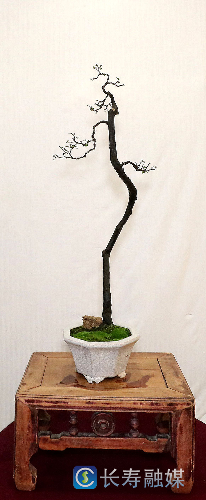马忠华盆景—傲立寒秋