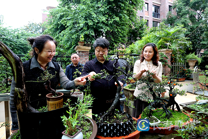 马忠华家盆景+王亚明摄 (2)