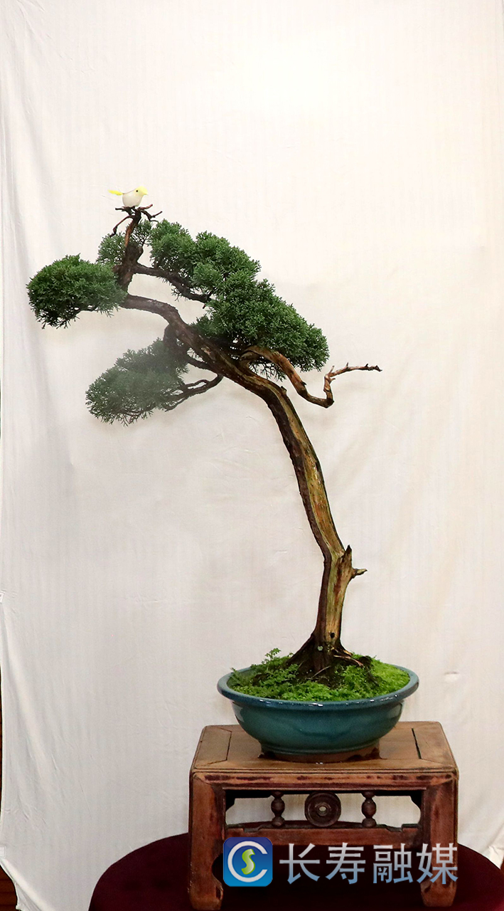 马忠华盆景—盼