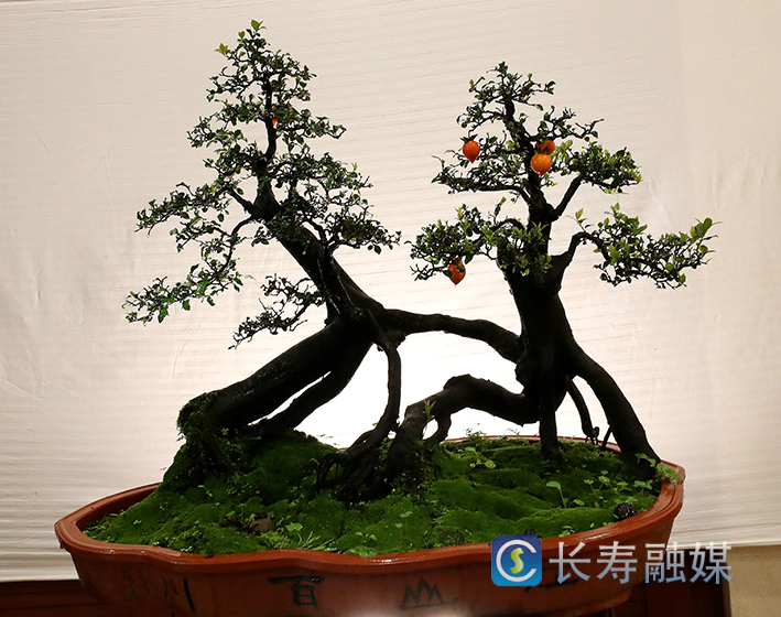 马忠华盆景—相依