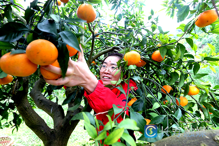 龙河永兴村网红果冻橙上市 (3)