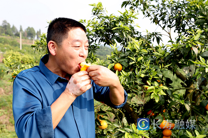 龙河永兴村网红果冻橙上市 (2)