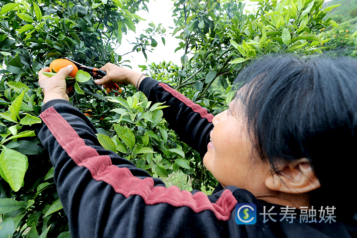 龙河永兴村网红果冻橙上市 (1)
