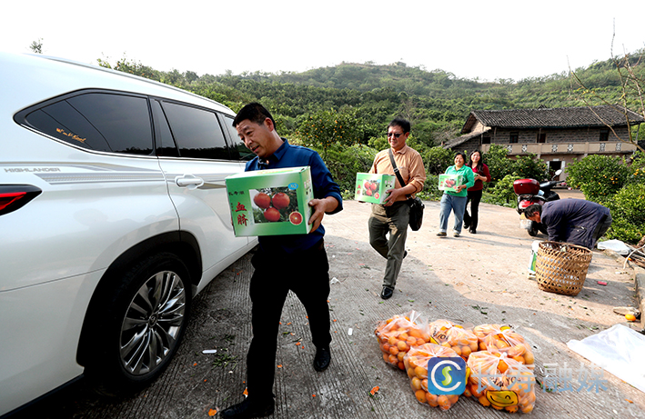 龙河永兴村网红果冻橙上市