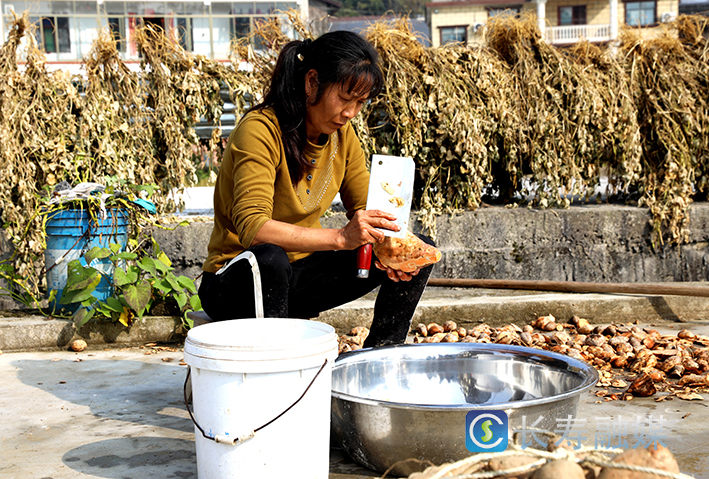 邓红英把滞销红薯变成抢手货 (1)