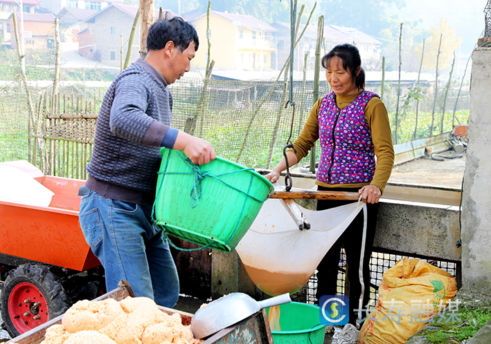 邓红英把滞销红薯变成抢手货 (2)