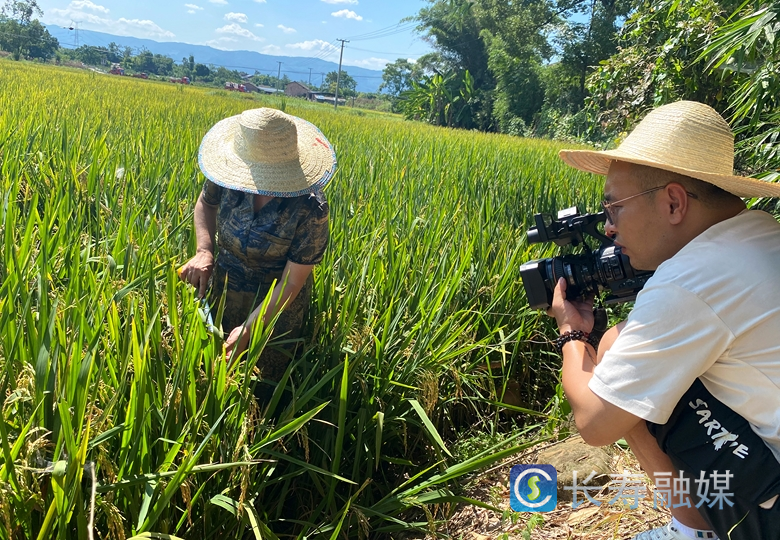 2023年8月14日，记者夏晨扬前往渡舟街道白果村采访秋收。