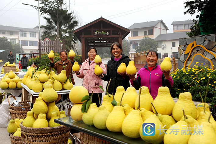 冬日“柚”惑挡不住 (1)