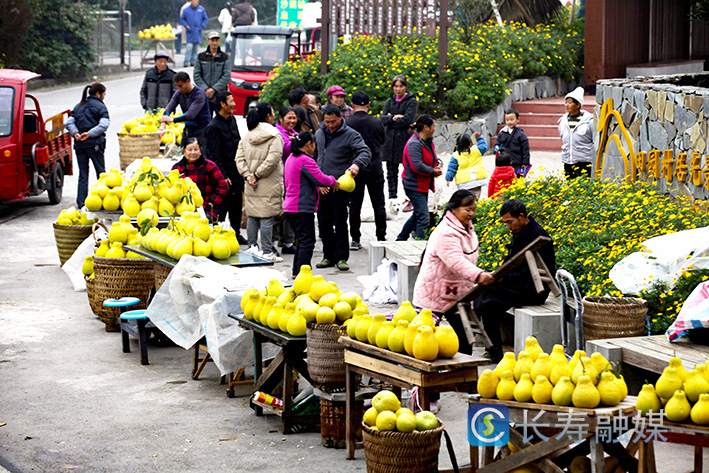 冬日“柚”惑挡不住 (2)