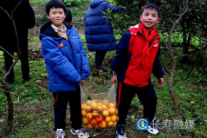 橘乡小秀才摘橘 (1)