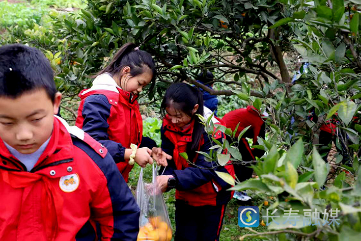 橘乡小秀才摘橘 (2)