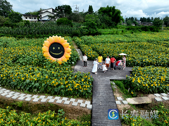 向日葵网红打卡基地