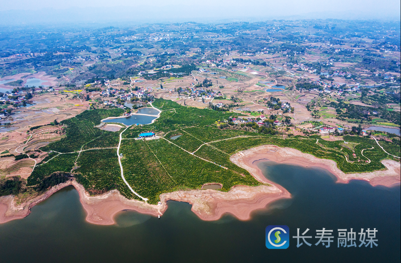 兴隆沃柑园
