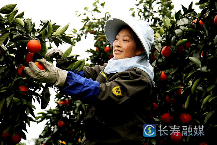 长寿寿湖血脐上市 (1)