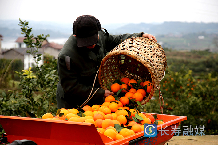长寿寿湖血脐上市 (5)