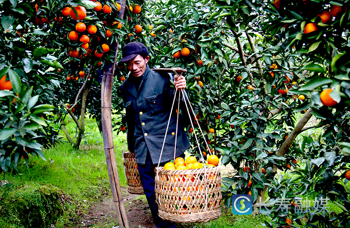 长寿寿湖血脐上市 (4)