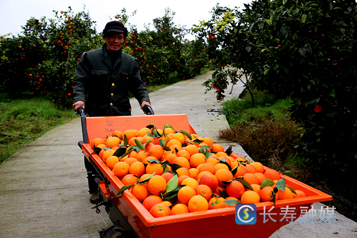 长寿寿湖血脐上市 (3)