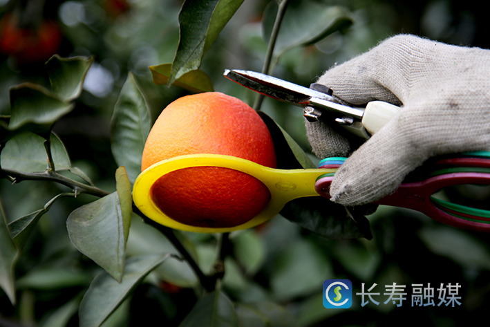 长寿寿湖血脐上市 (2)