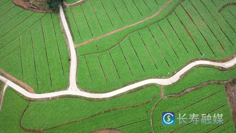 500亩榨菜喜获丰收1