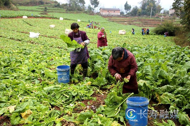 万顺镇：500亩榨菜喜获丰收4