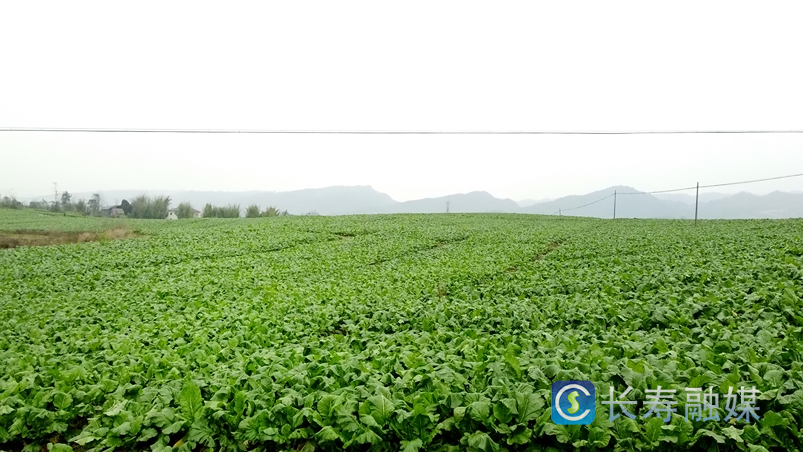 万顺镇：500亩榨菜喜获丰收2