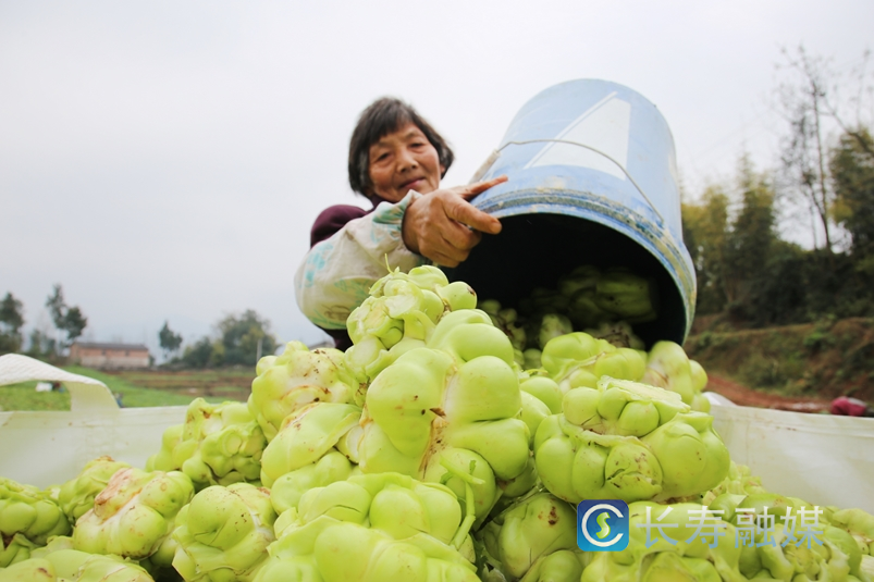 万顺镇：500亩榨菜喜获丰收3