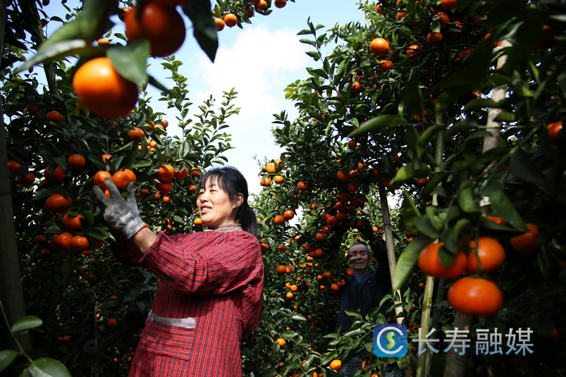 长寿柑橘销售超15万吨3