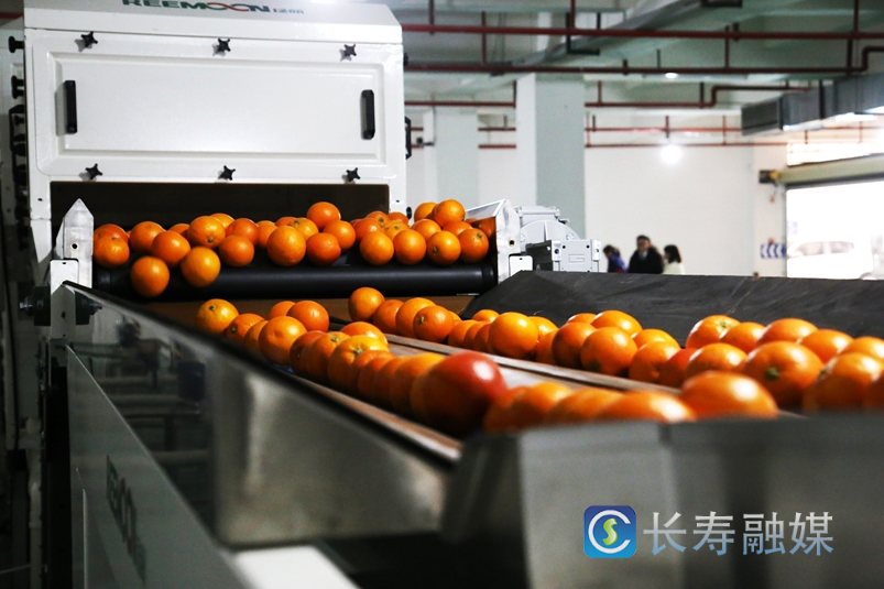 长寿柑橘销售超15万吨4