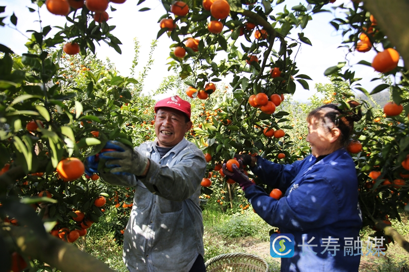 村支书“打样” 柑橘卖国外1