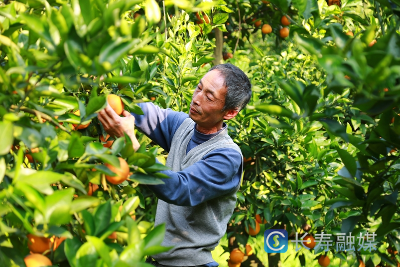 “生态红橙”走俏市场1