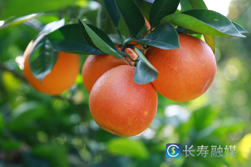 “生态红橙”走俏市场2