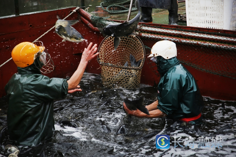 春节期间长寿湖富硒有机鱼销售10.24万斤3