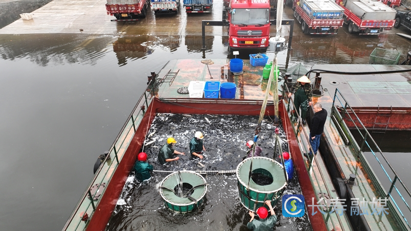 春节期间长寿湖富硒有机鱼销售10.24万斤1
