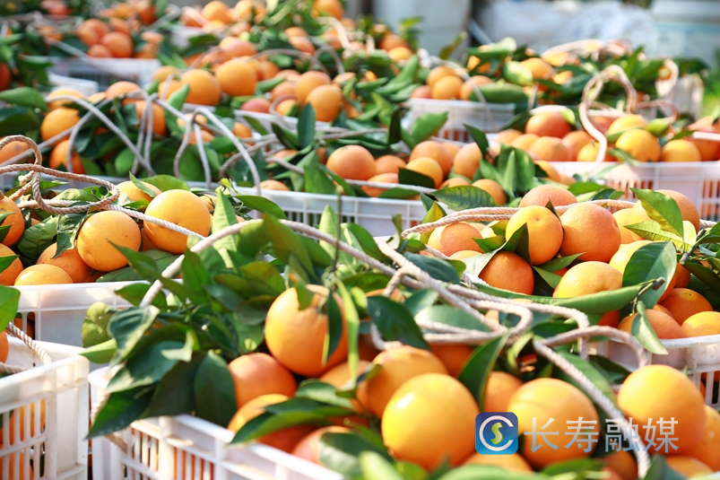 “生态红橙”走俏市场4